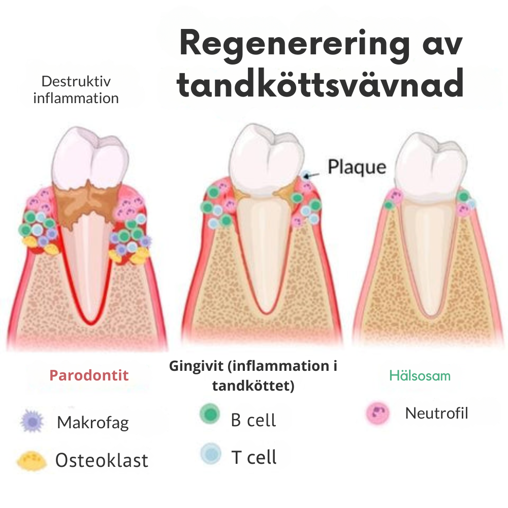 SmileGel™ - Återupptäck ditt leende med revolutionerande tandköttsbehandling | 1+1 Gratis